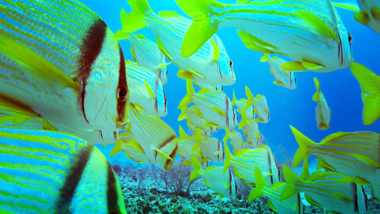 Red Seaの背景画像