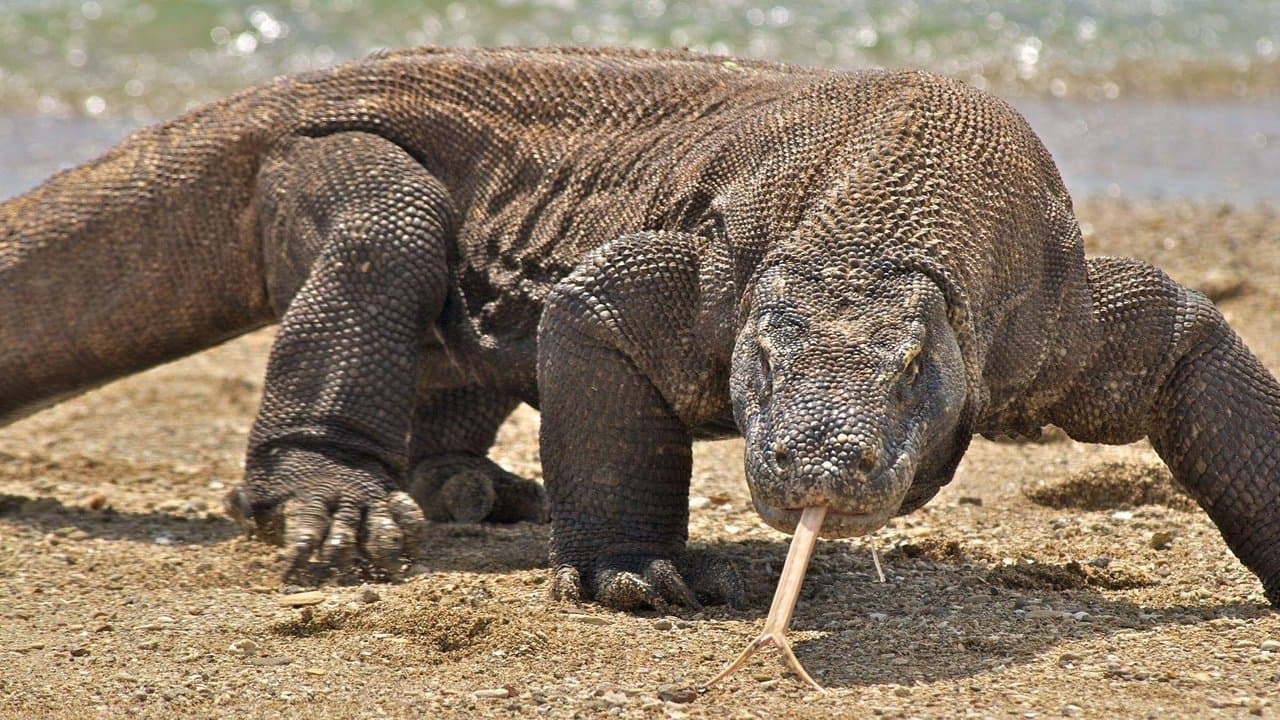 Nature's Biggest Beastsの背景画像