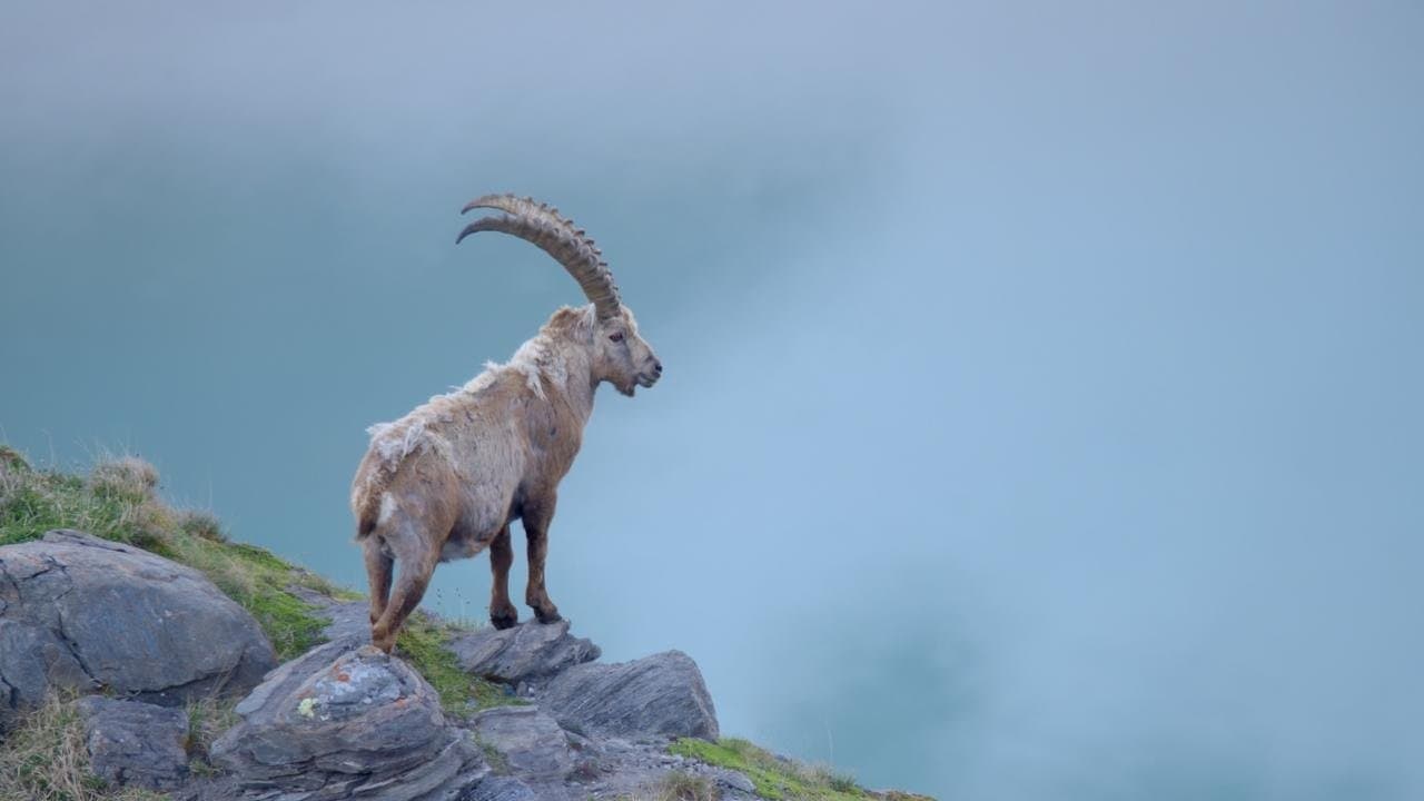 Naturerbe Österreich - Die Nationalparksの背景画像