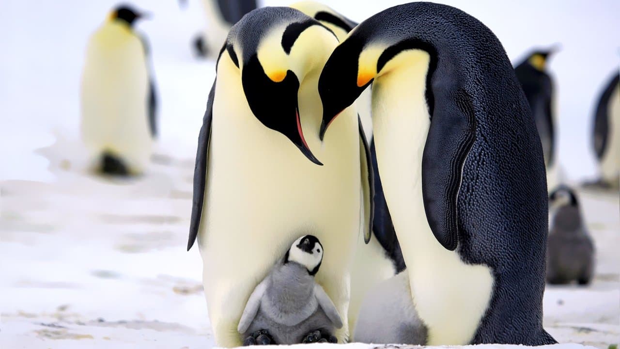 Penguins: Spy in the Huddleの背景画像