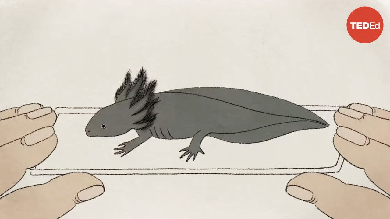 Axolotls: The Salamanders That Snack on Each Other (but Don't Die)の背景画像
