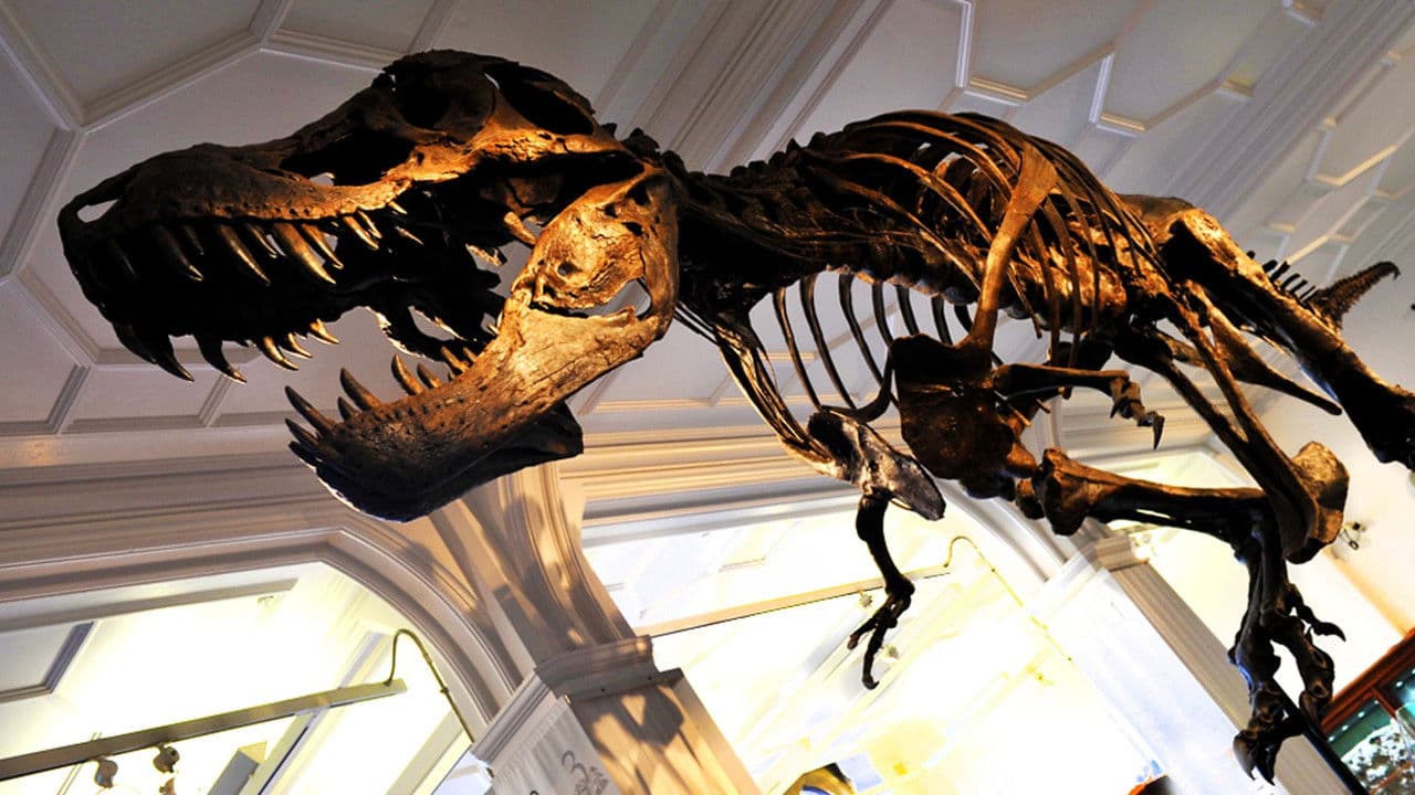 How to Build a Dinosaurの背景画像