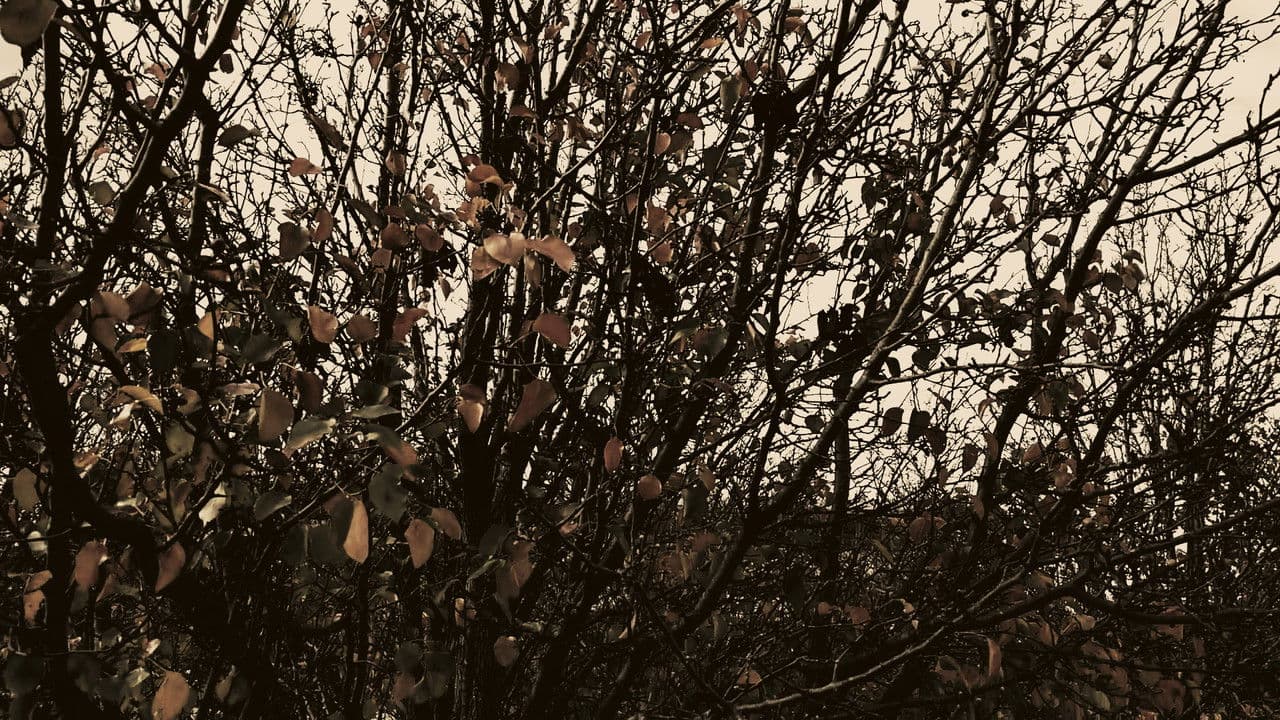 Meshes of an Autumn Afternoonの背景画像