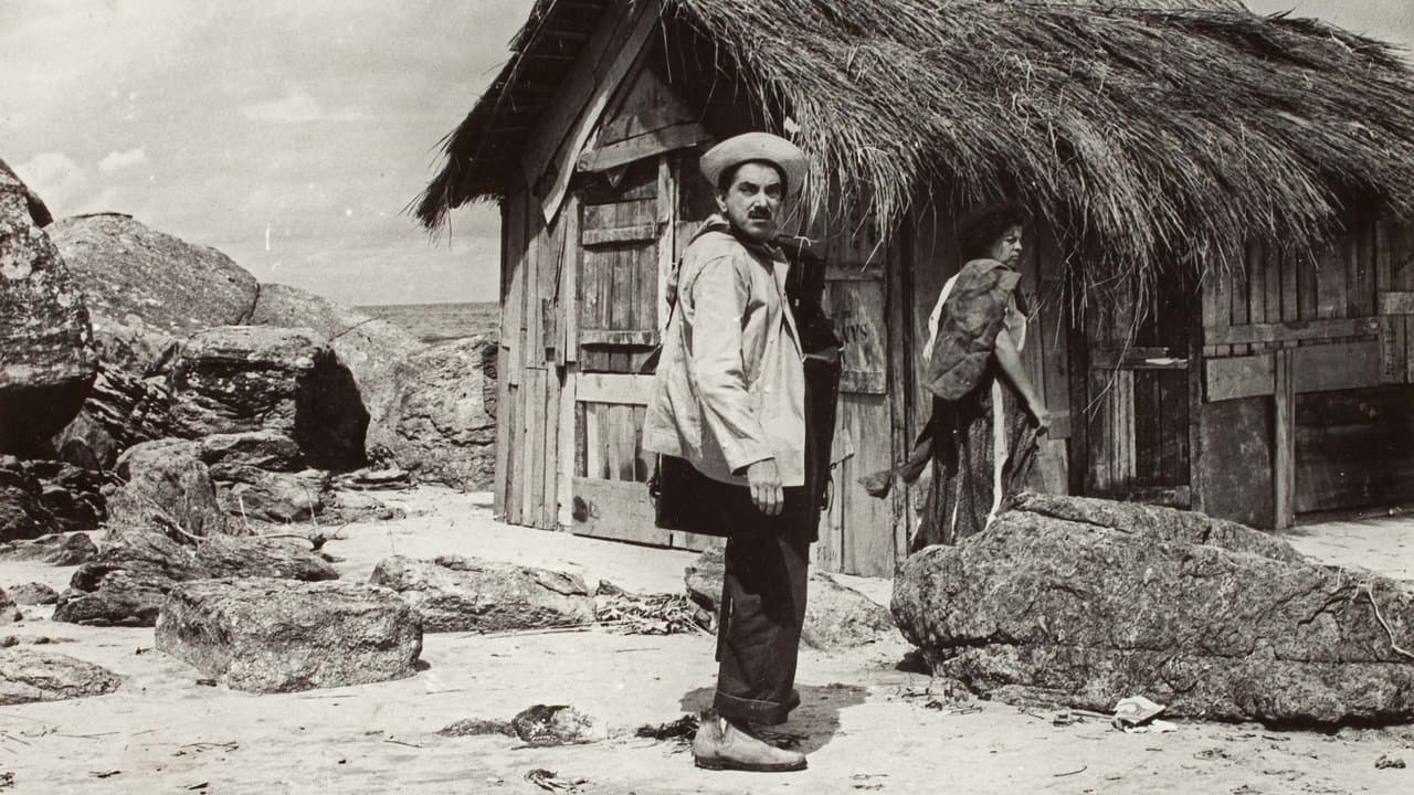 Zé do Periquitoの背景画像