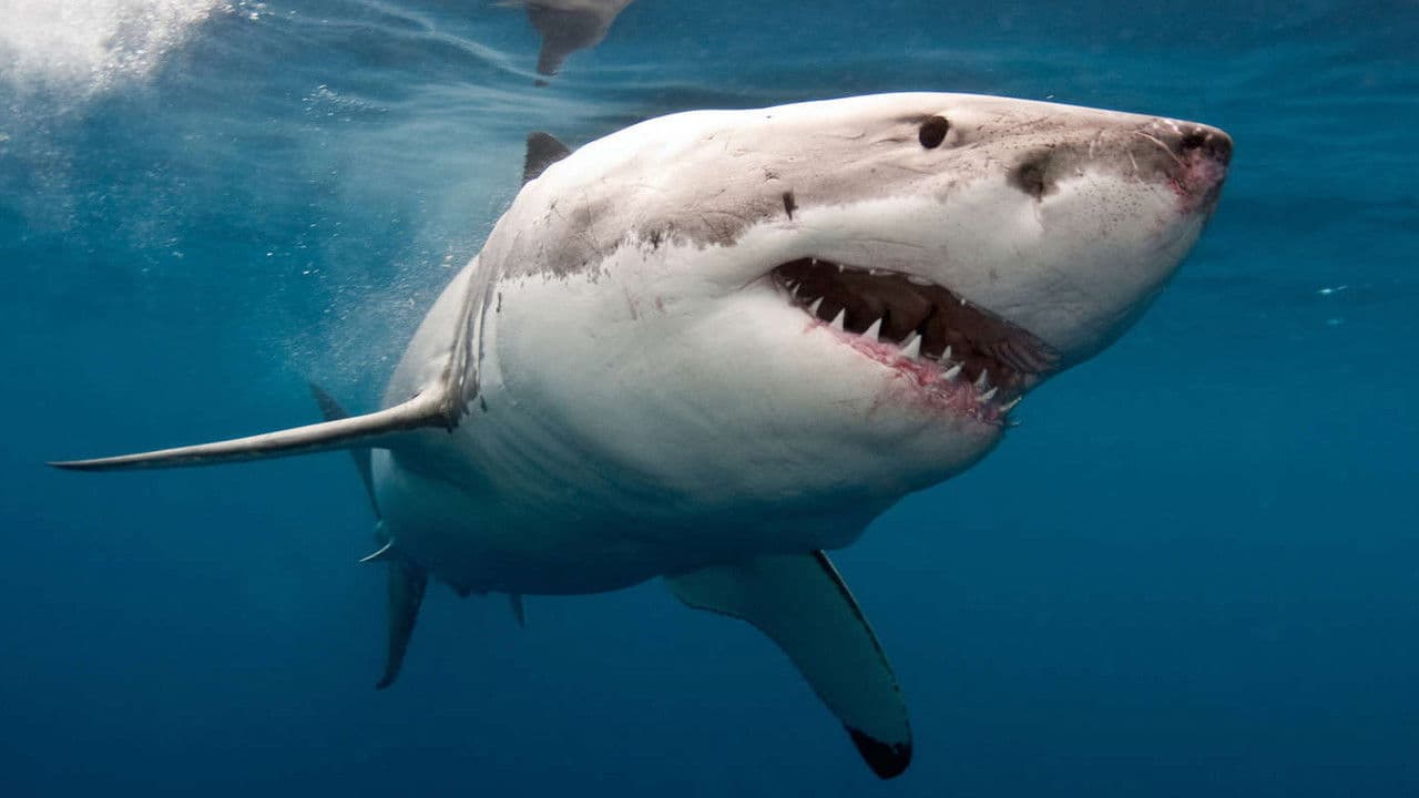 The Search for the Ocean's Super Predatorの背景画像