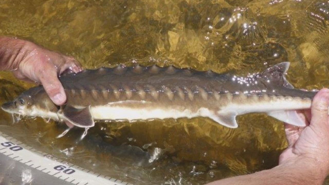 Billion Dollar Fishの背景画像