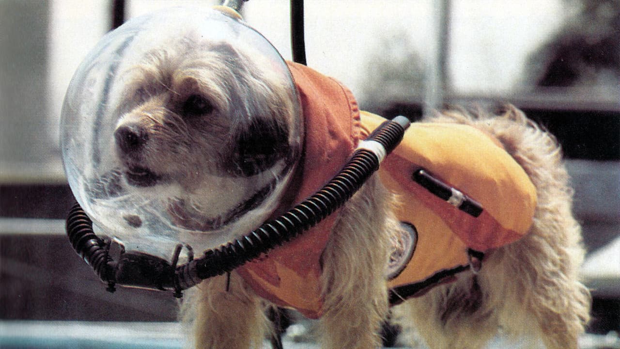 Benji at Marinelandの背景画像