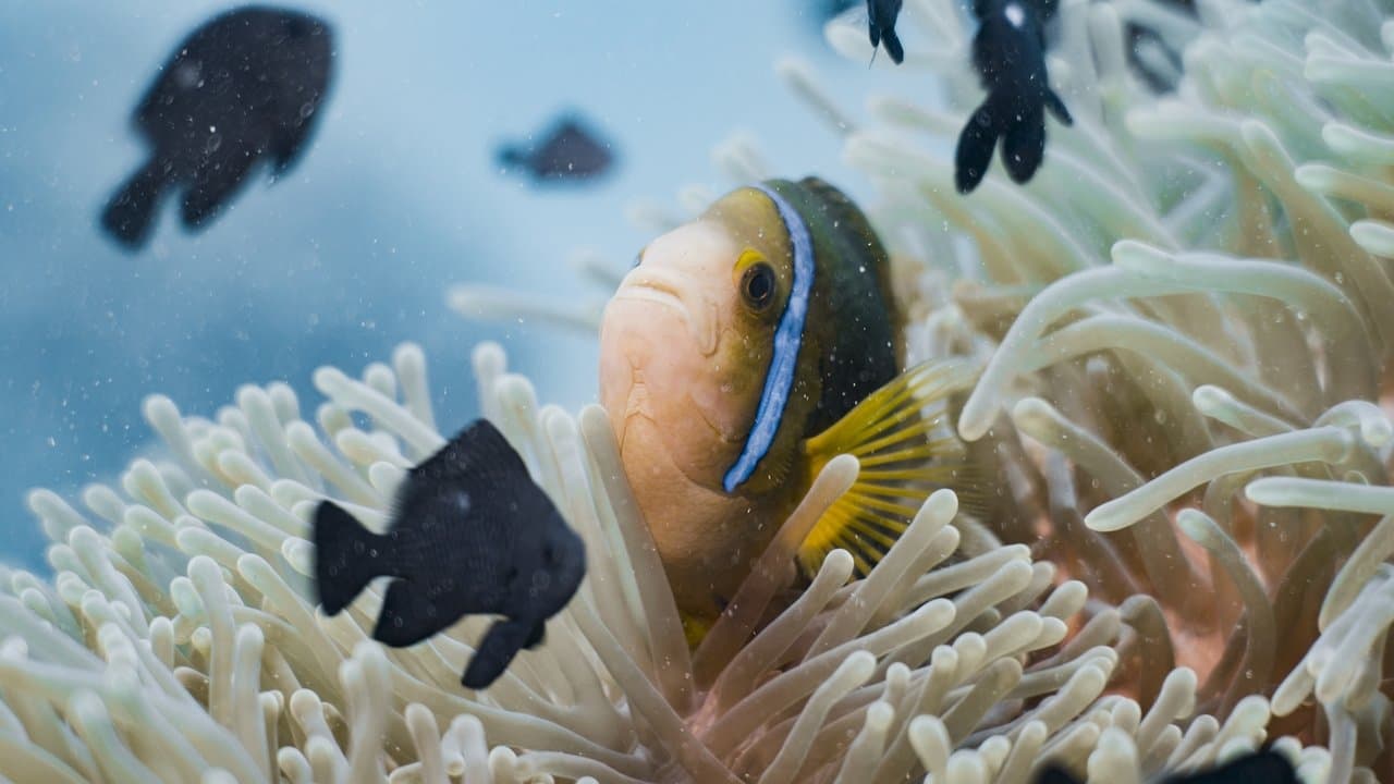 L'Océan vu du cœurの背景画像