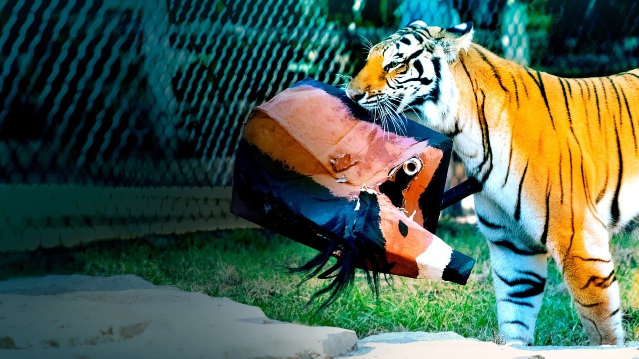 ネコ科最強決定戦の背景画像