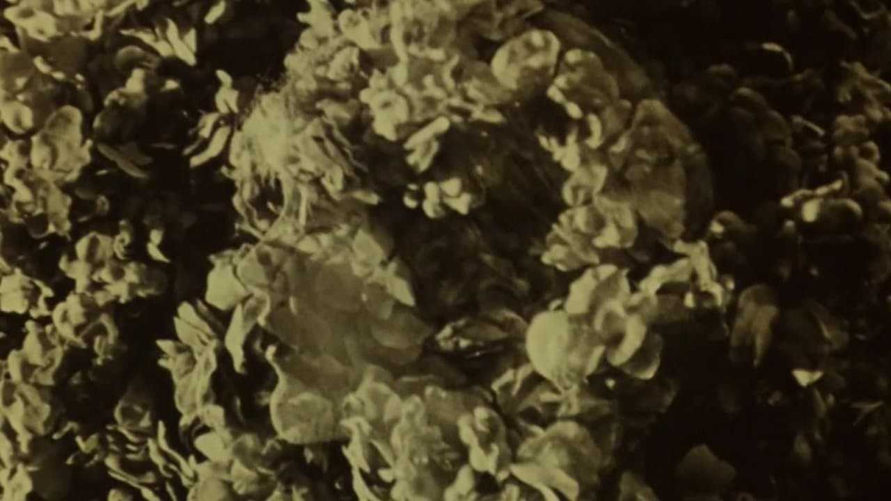 The Twin Pawnsの背景画像