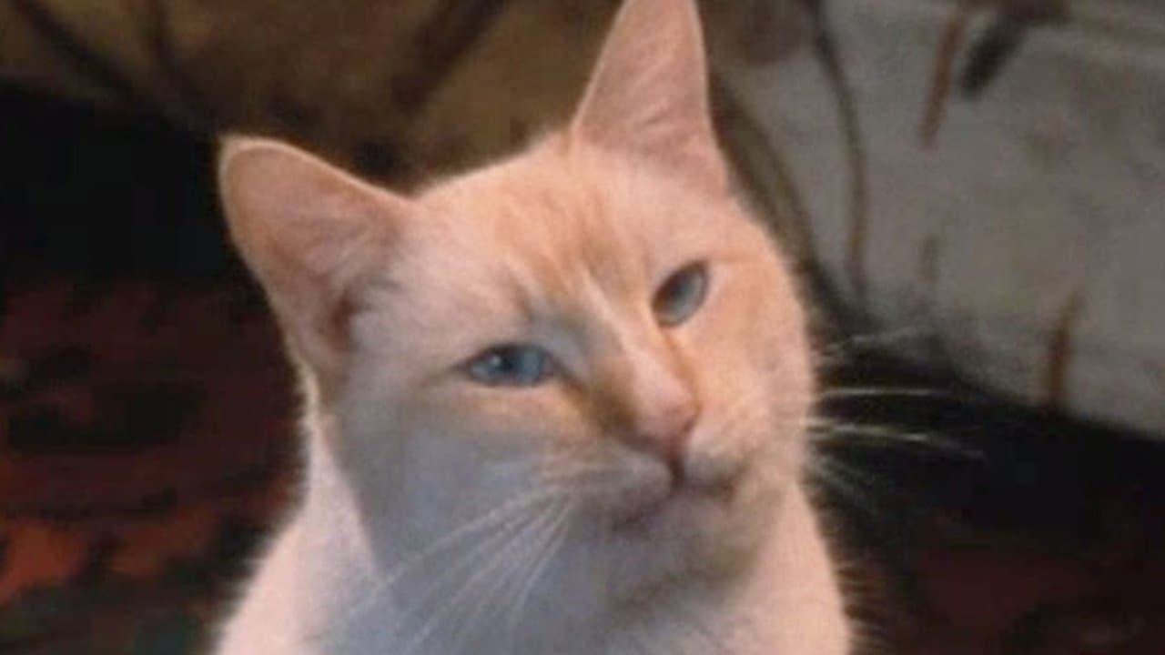 The Richest Cat in the Worldの背景画像