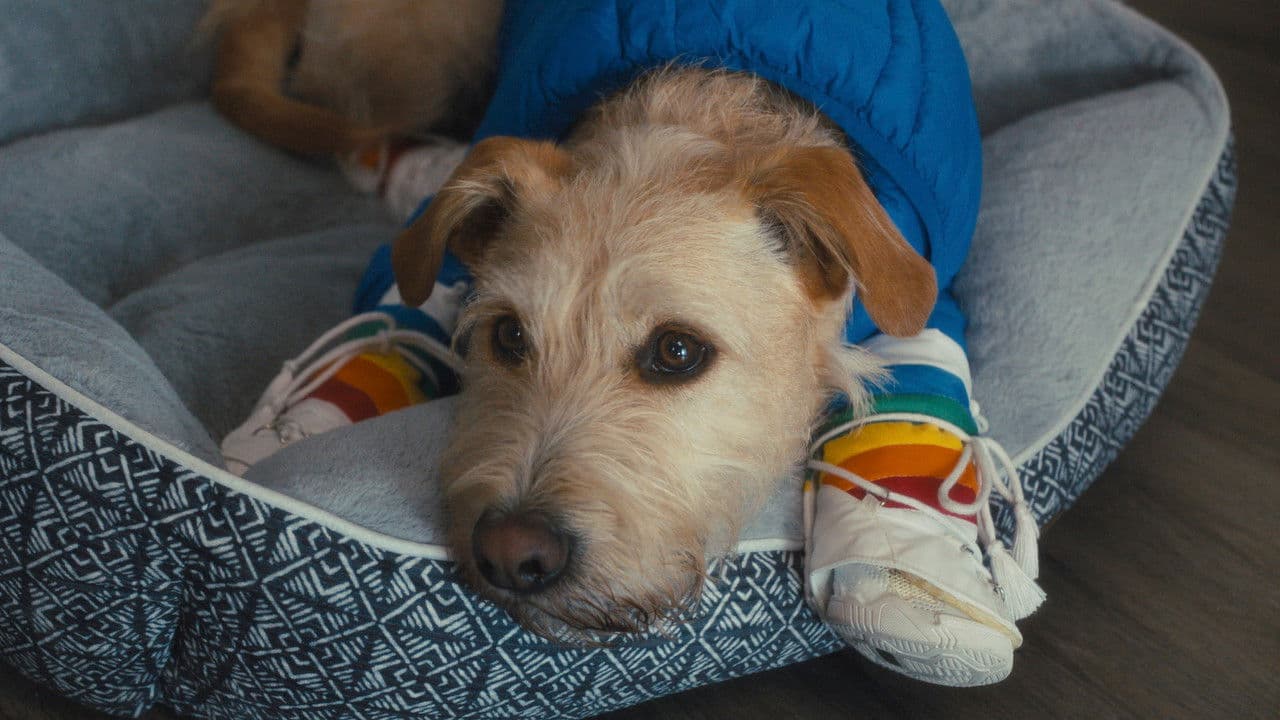 マーヴ ～愛犬がくれた贈り物～の背景画像