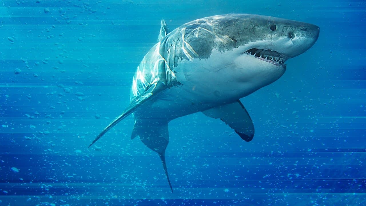 Game of Sharksの背景画像