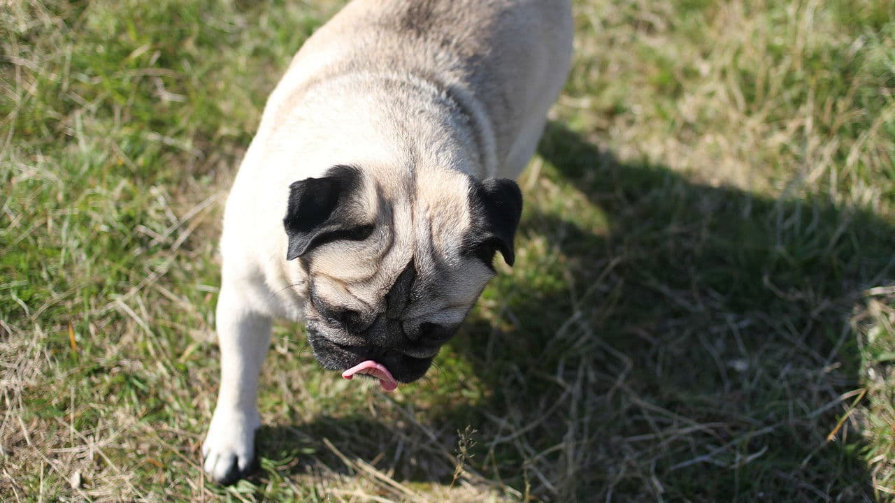 Perspectiveの背景画像