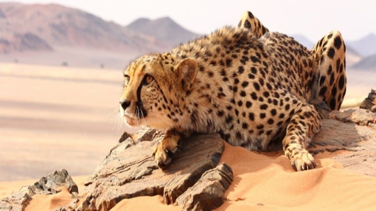 The Odyssey Of Felinesの背景画像