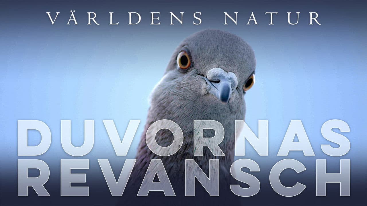 The Pigeon Hustleの背景画像