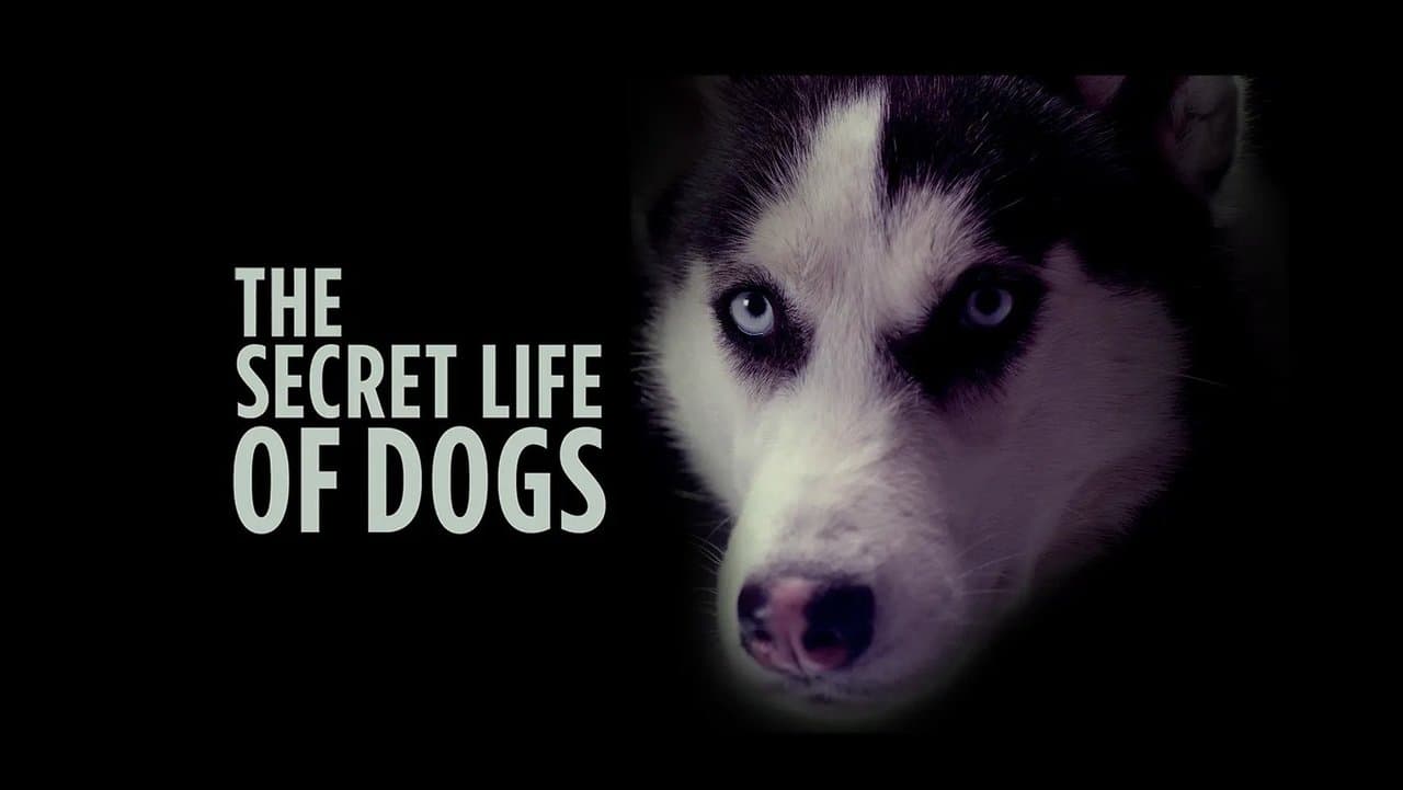 The Secret Life of Dogsの背景画像