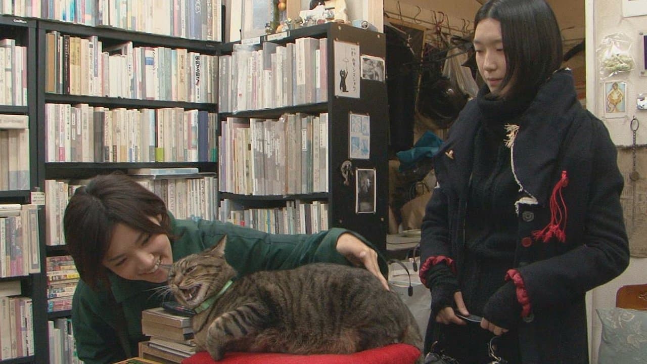 私は猫ストーカーの背景画像