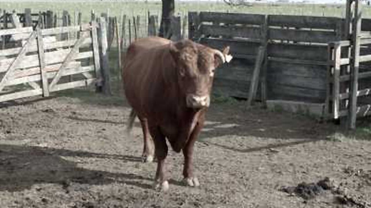 Carne propiaの背景画像