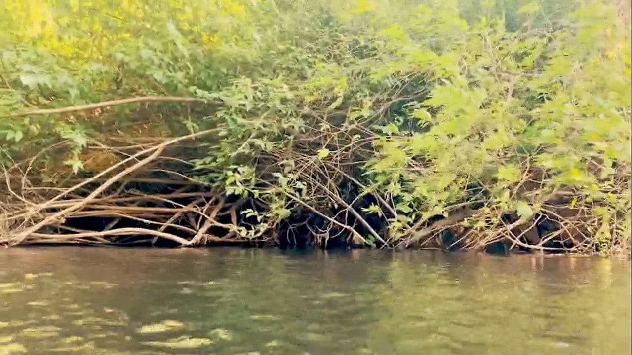 The Real Cavemenの背景画像