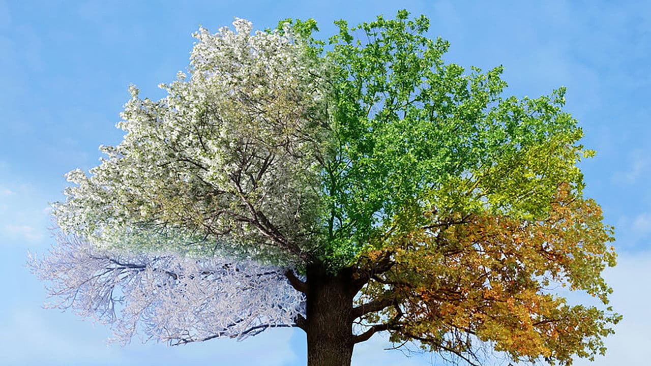 De Seizoenenの背景画像