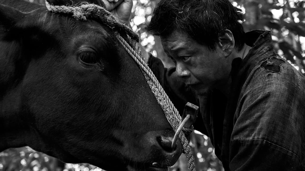 黒の牛の背景画像