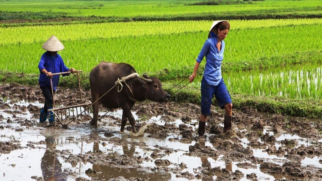 Die kulinarischen Abenteuer der Sarah Wiener in Asienの背景画像