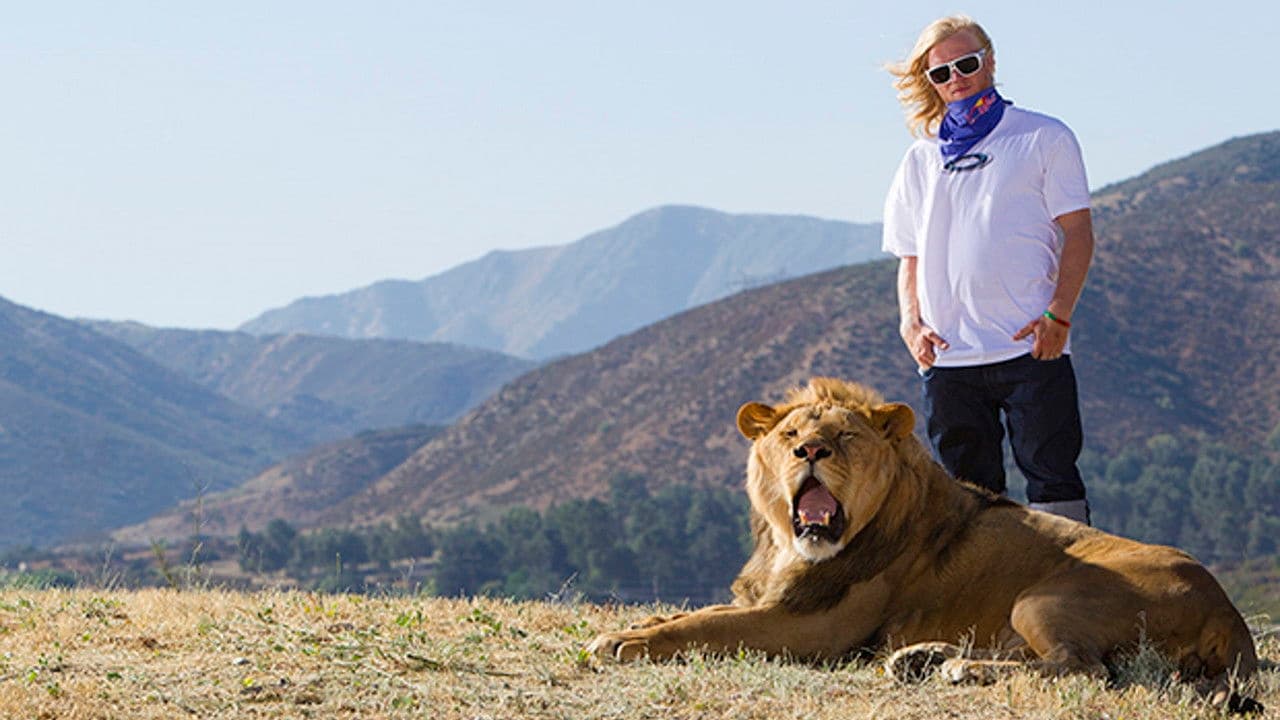 Like A Lionの背景画像