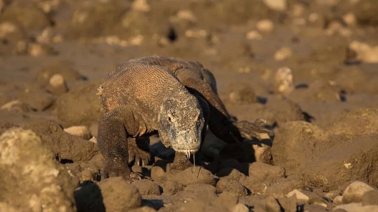 Day of the Dragonの背景画像