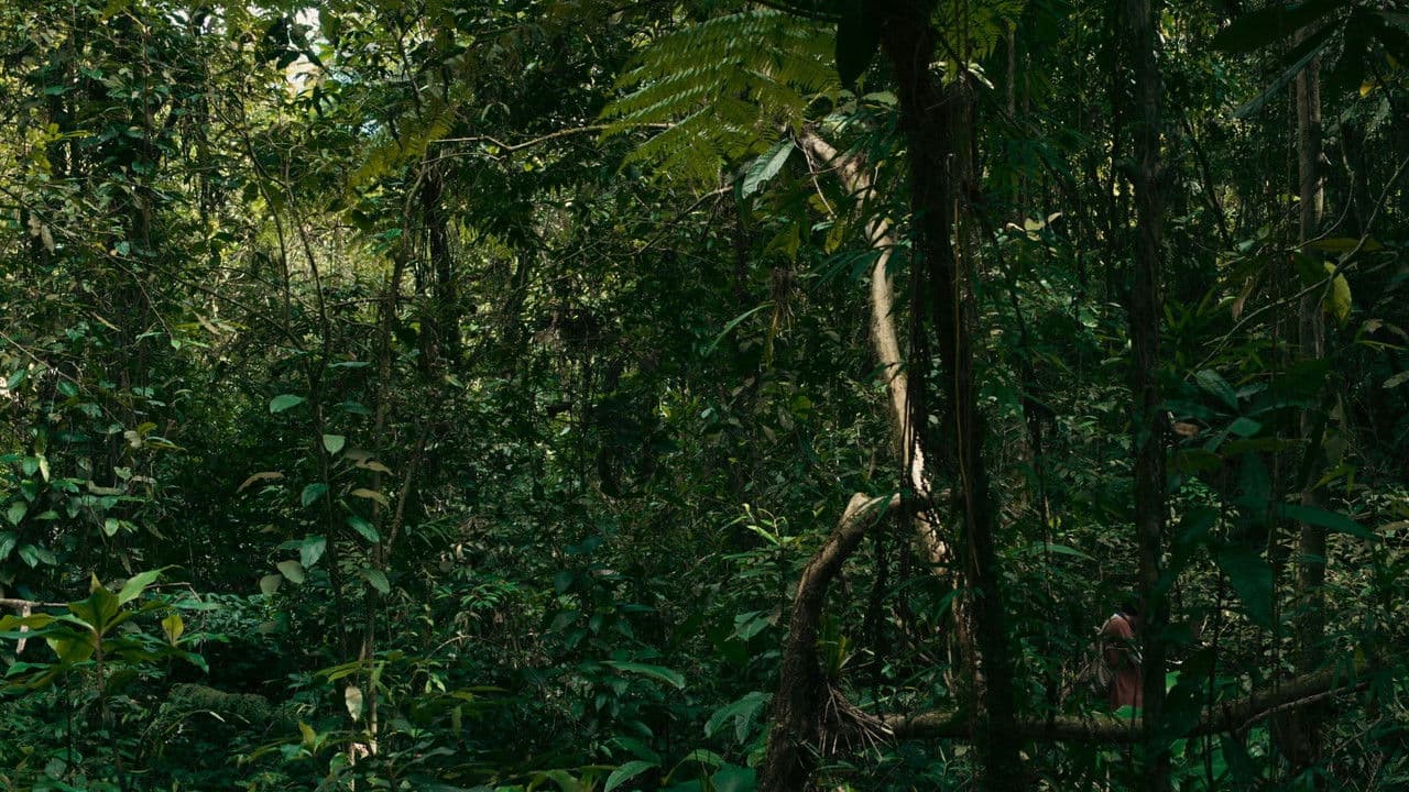 O verde fascínio me faz distanteの背景画像