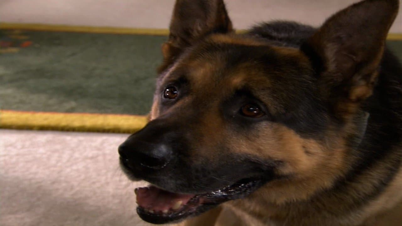 Ace of Heartsの背景画像