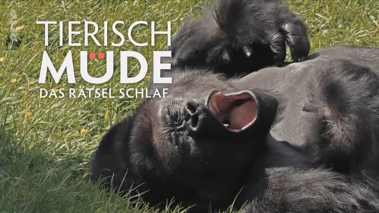 Tierisch müde - Das Rätsel Schlafの背景画像