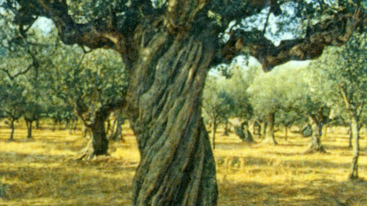 Sotirosの背景画像