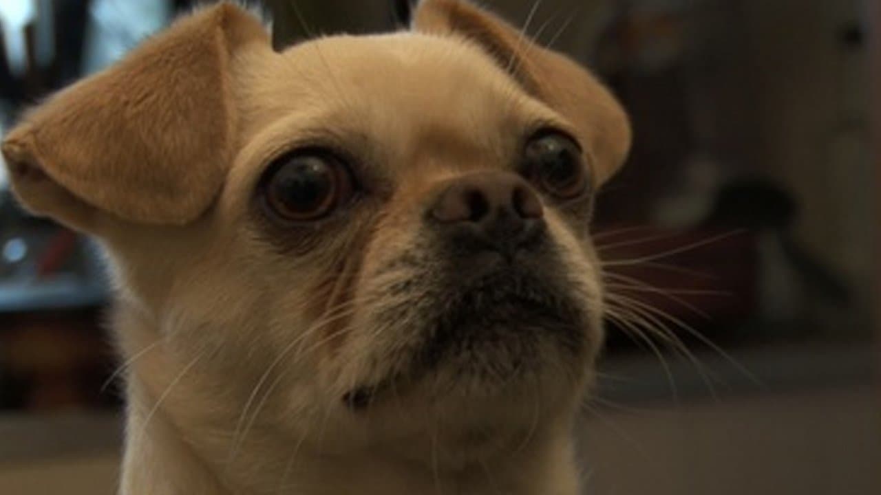 El mate amargoの背景画像