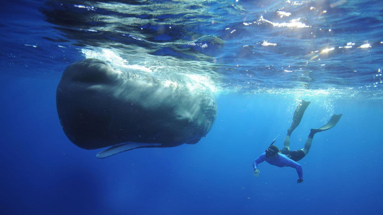 Supergiant Animalsの背景画像