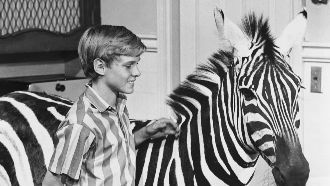 Zebra in the Kitchenの背景画像