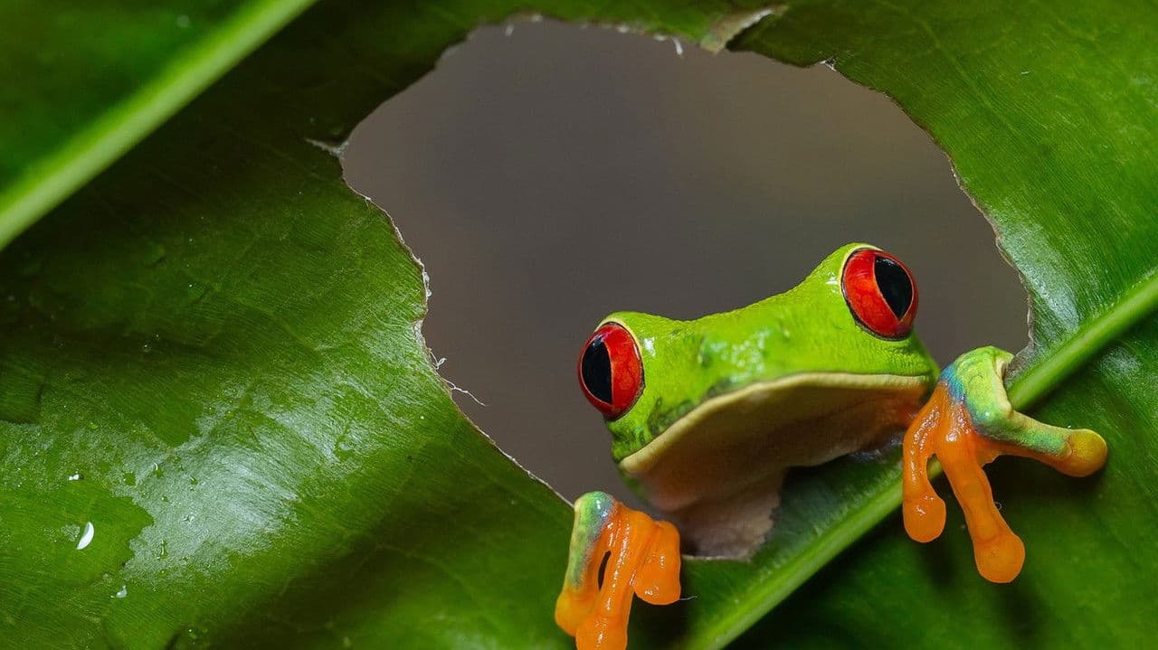 Wild Costa Ricaの背景画像