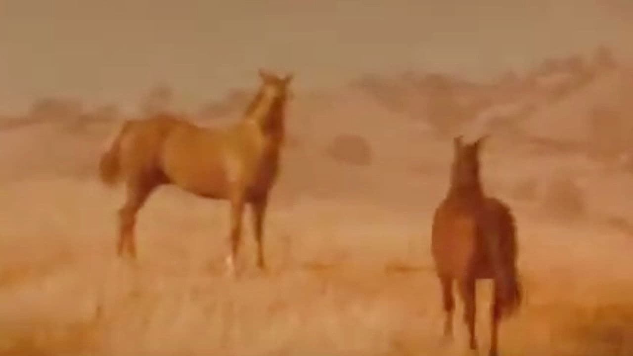 Iron and Horseの背景画像