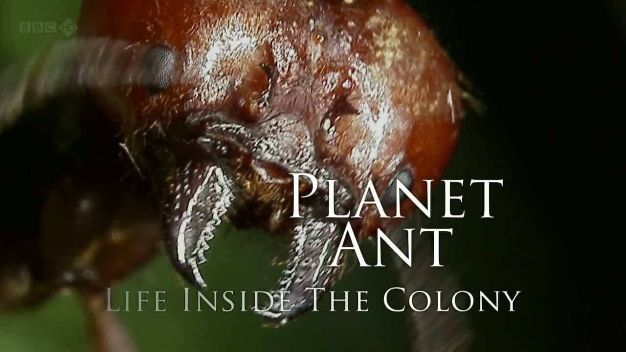 Planet Ant: Life Inside The Colonyの背景画像