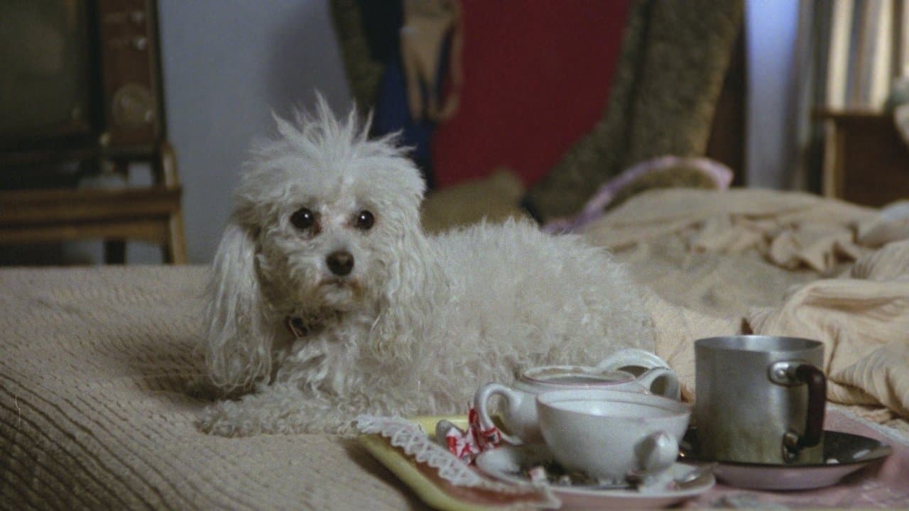 Canicheの背景画像