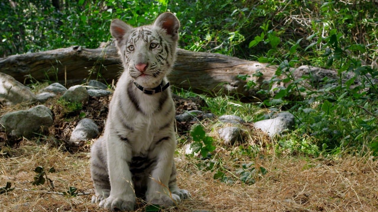 Toby's Big Adventureの背景画像