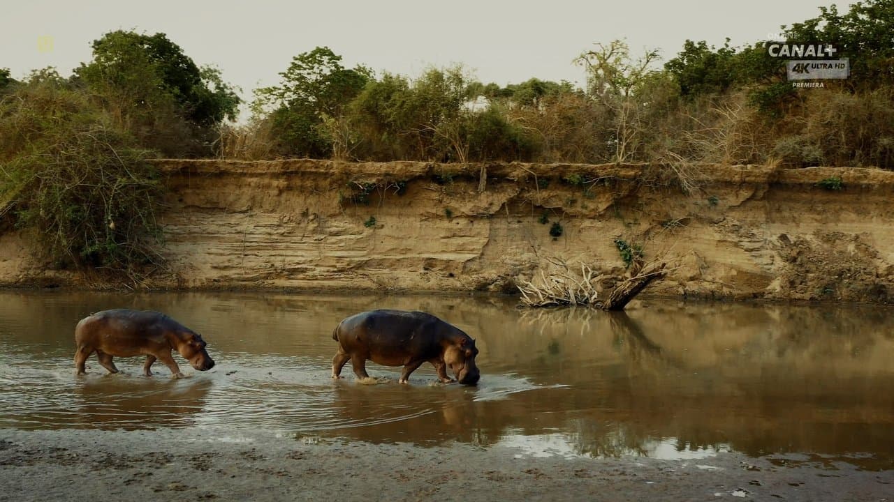 Hippo Kingの背景画像