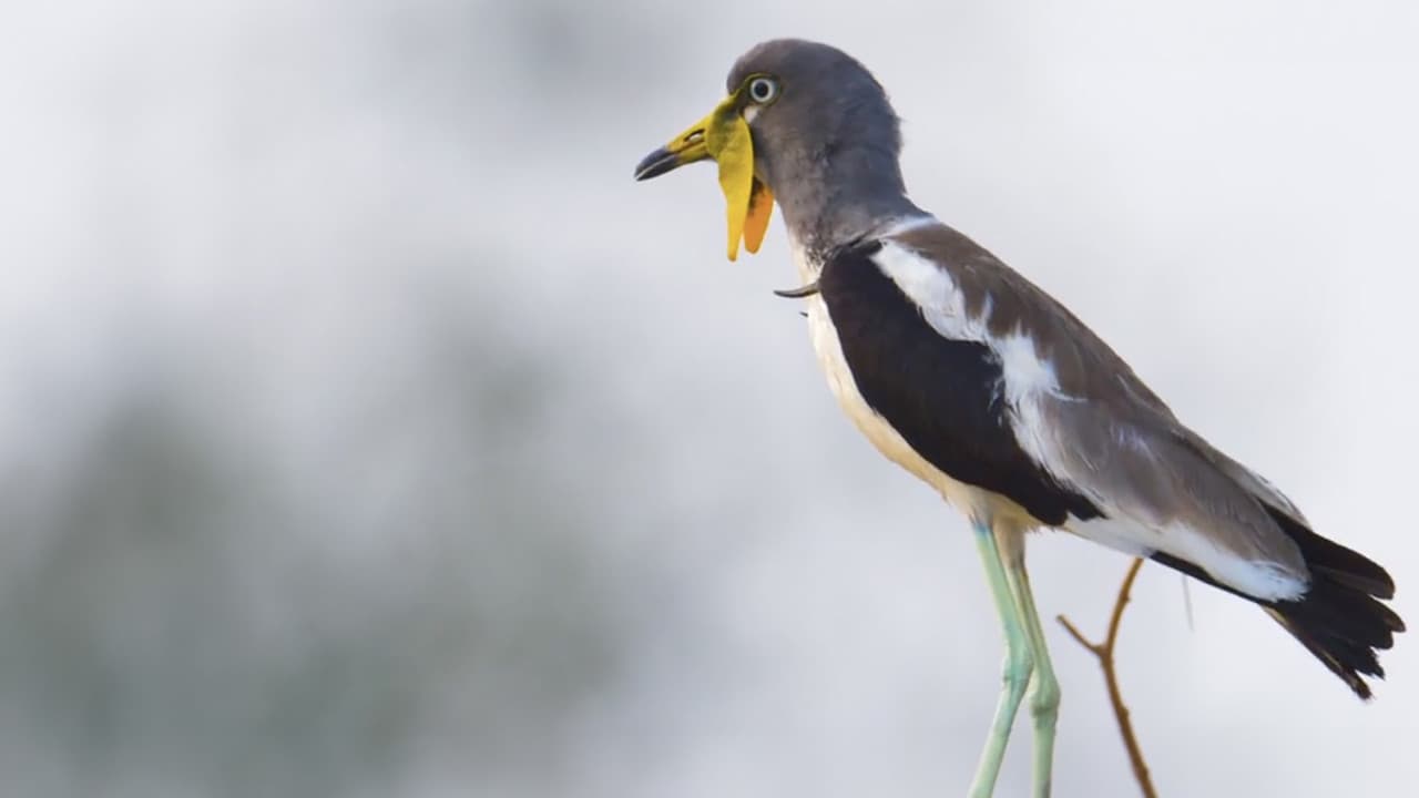 La vida en el África ardienteの背景画像