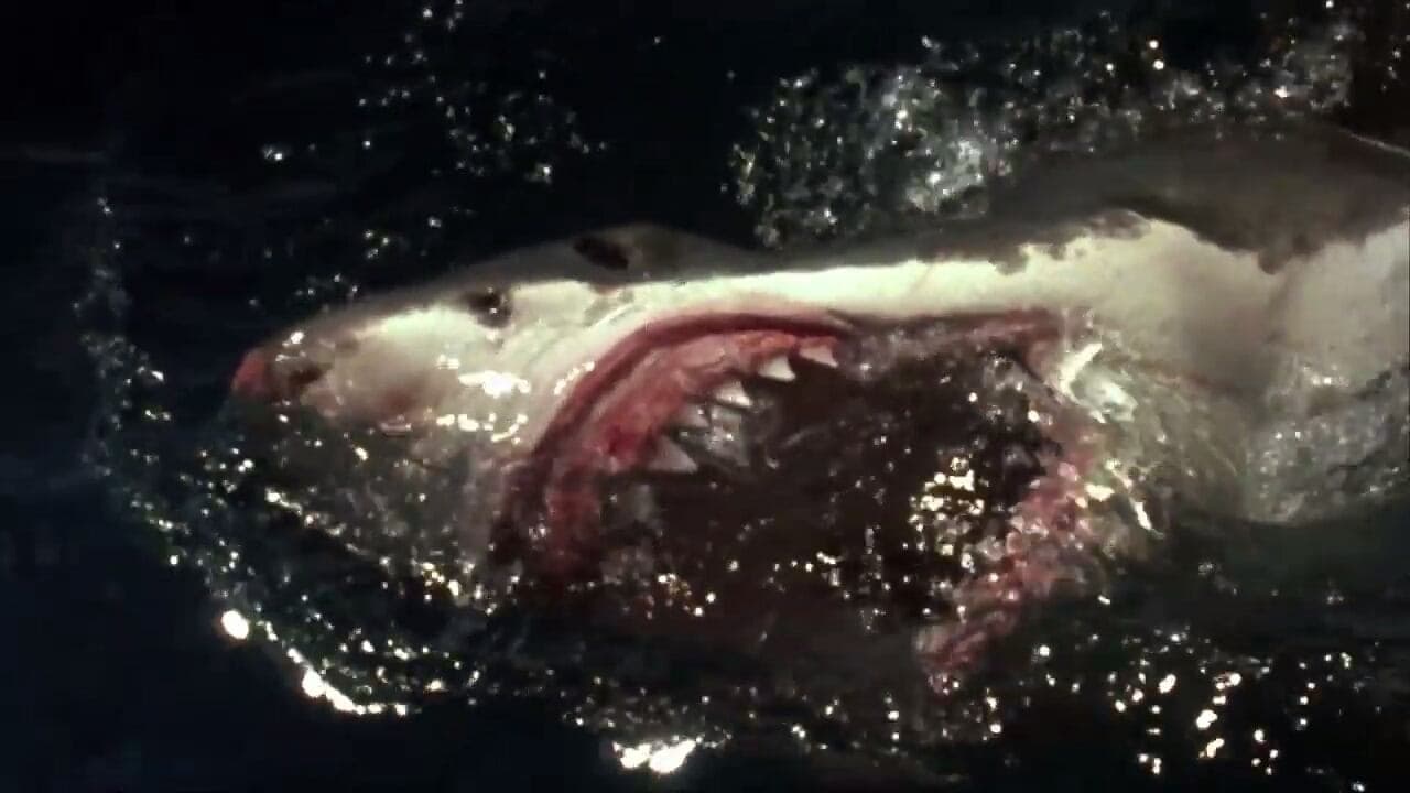 Shark Zoneの背景画像
