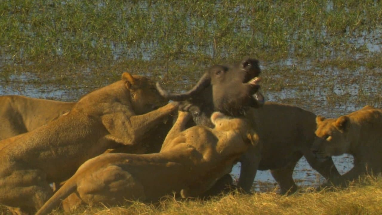 Big Cat Odyssey: Revealedの背景画像