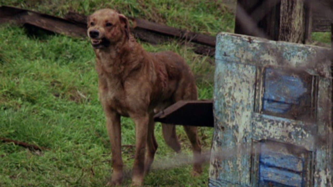 The Packの背景画像