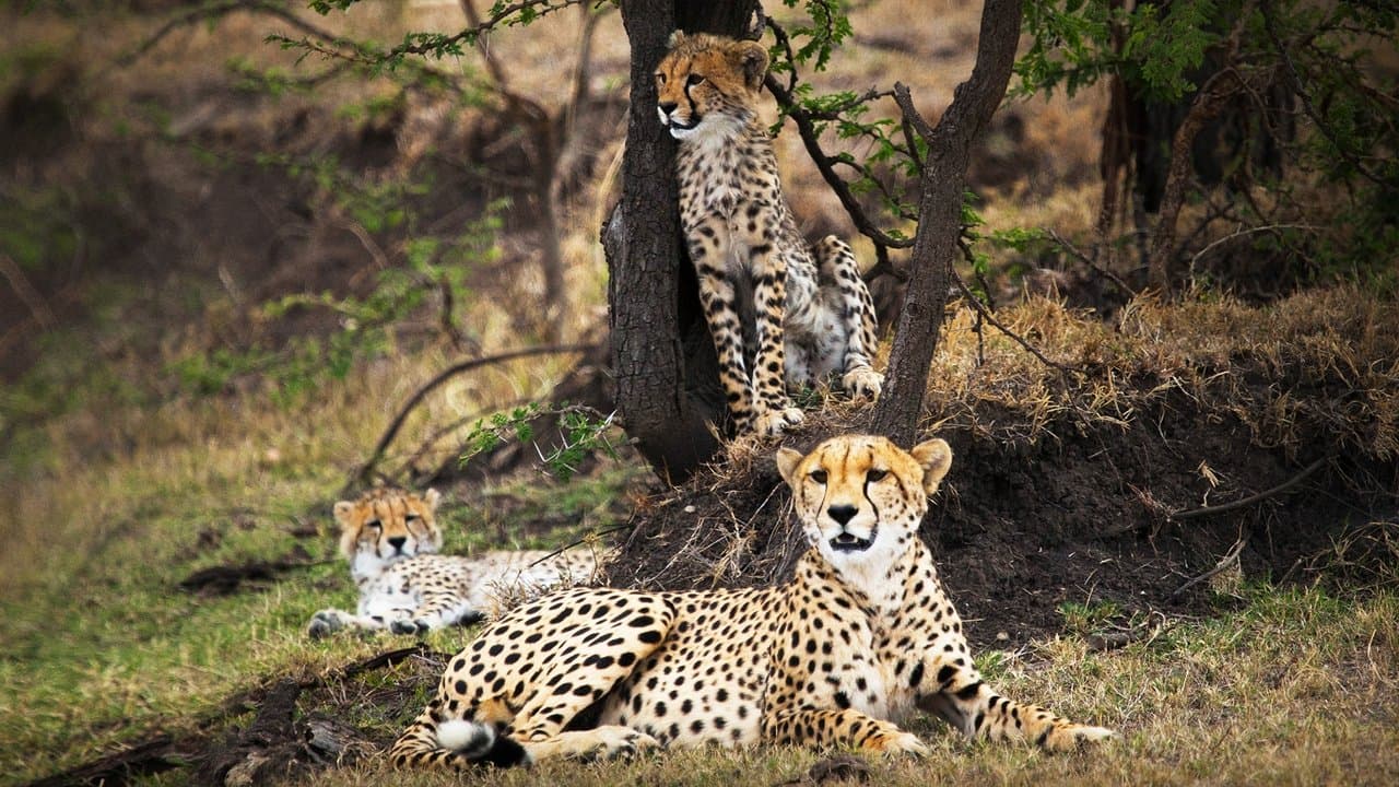 Man Among Cheetahsの背景画像