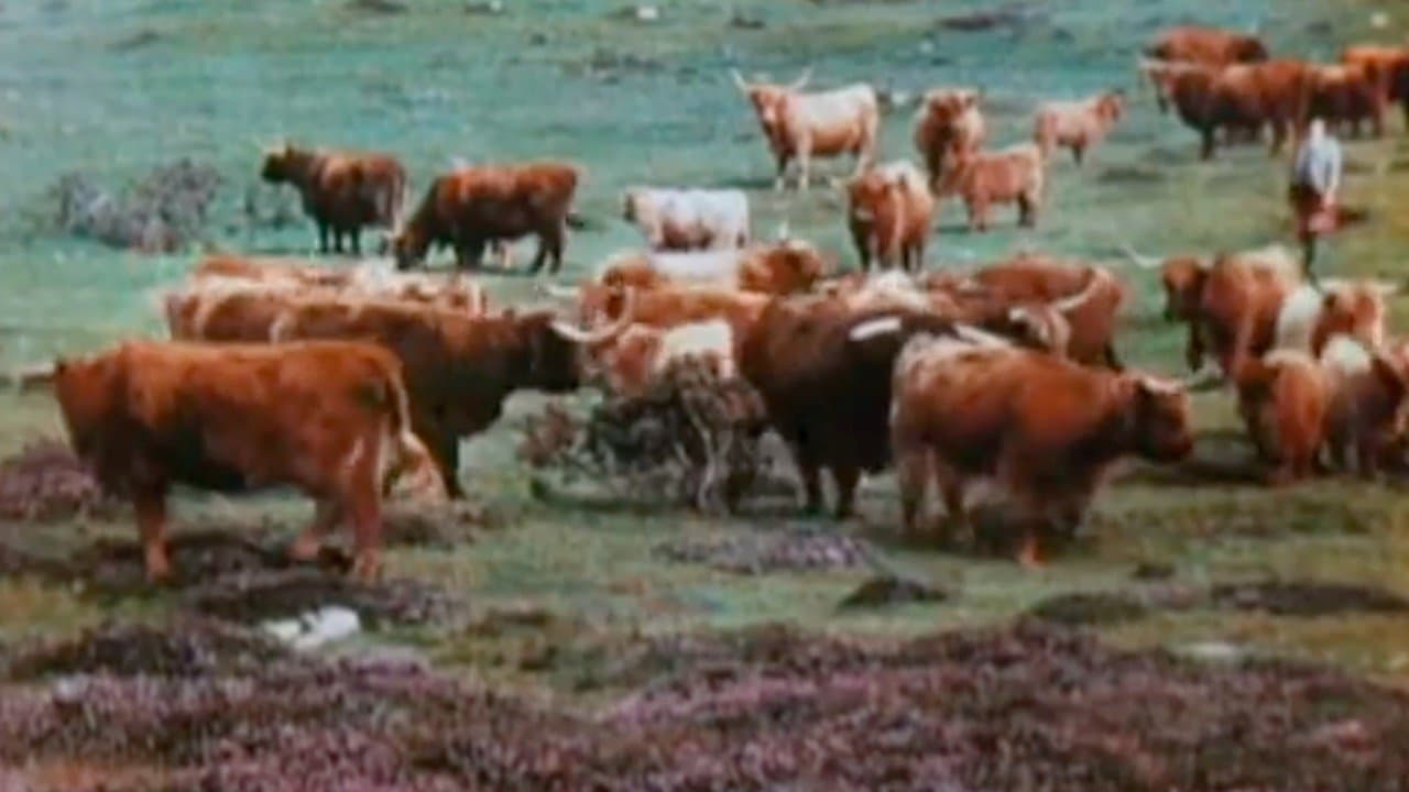 A Wee Bit of Scotlandの背景画像