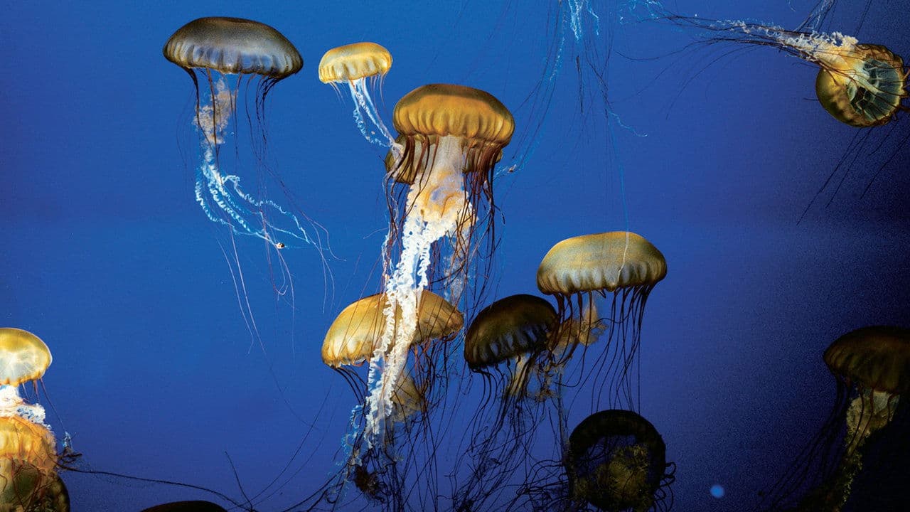 The Living Seaの背景画像