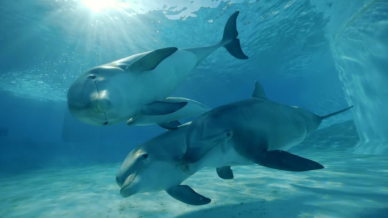 Paroles d'animauxの背景画像